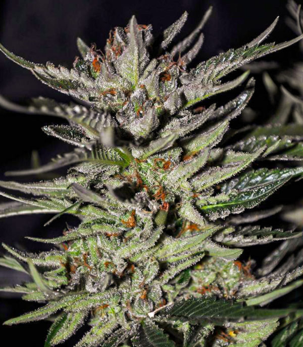 Семена сорта Blackberry Moonrocks fem (AlphaFem Seeds) — изображение 4