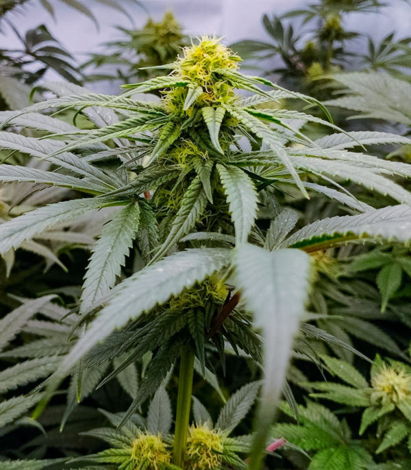 Семена сорта Jealousy fem (7CH American) — изображение 10