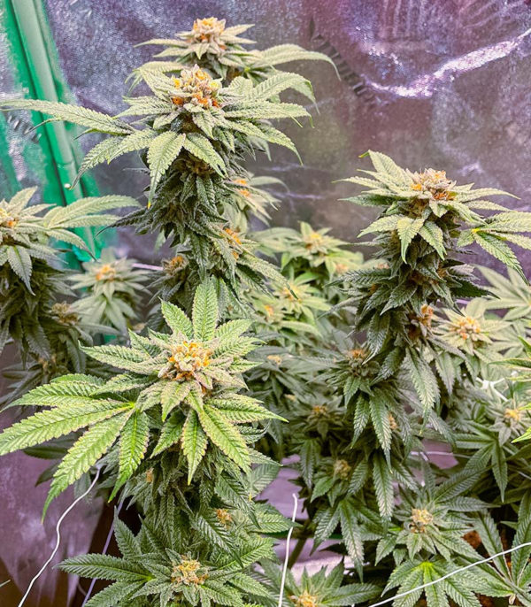 Семена сорта Jealousy fem (7CH American) — изображение 9