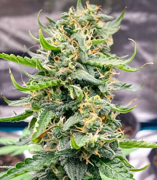 Семена сорта Jealousy fem (7CH American) — изображение 8