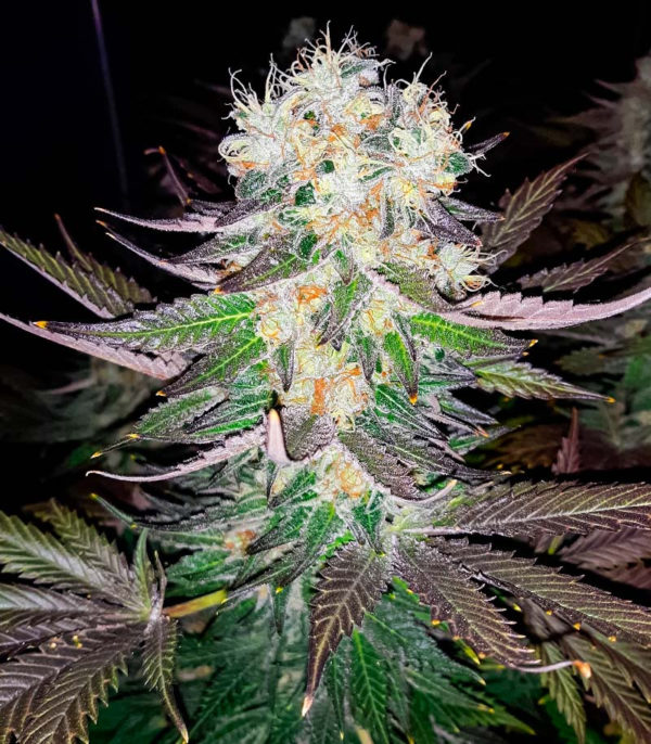 Семена сорта Jealousy fem (7CH American) — изображение 7