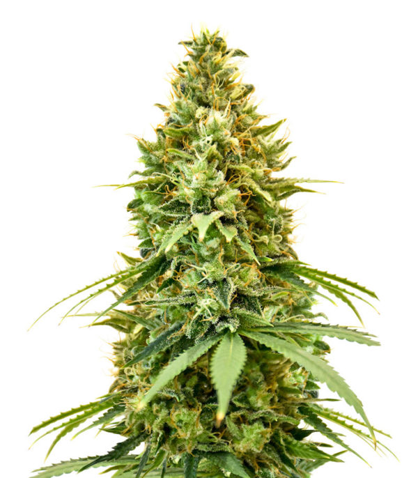 Семена сорта Amnesia Haze fem (Amsterdam Seeds)