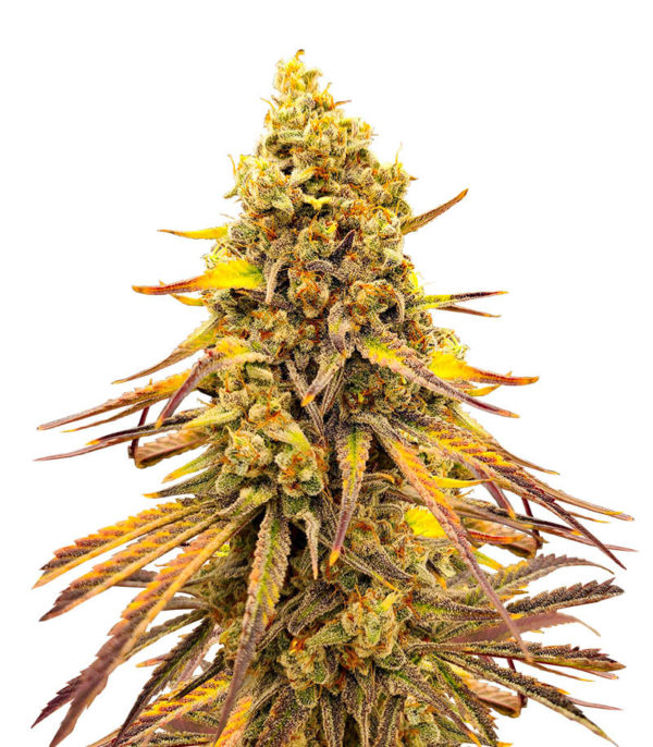 Семена сорта Black Widow fem (Amsterdam Seeds)