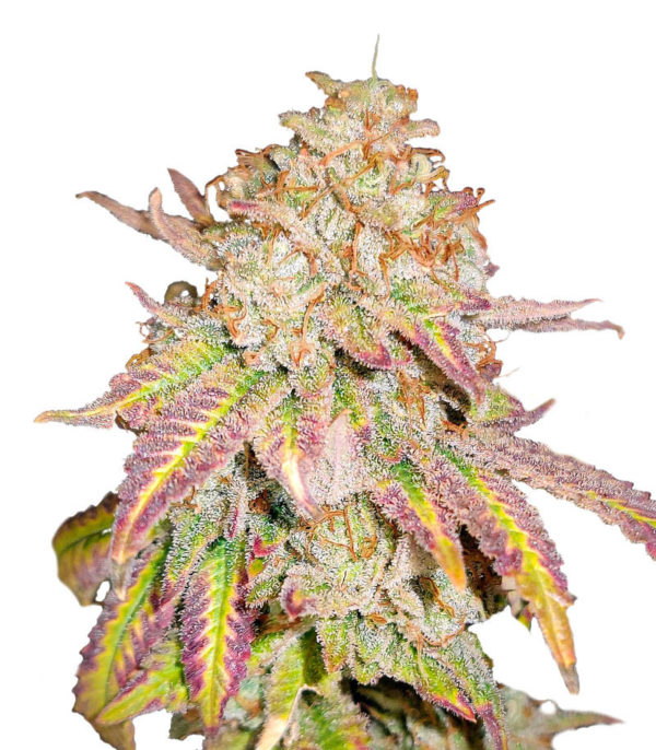 Grandaddy Banner fem (AlphaFem Seeds)