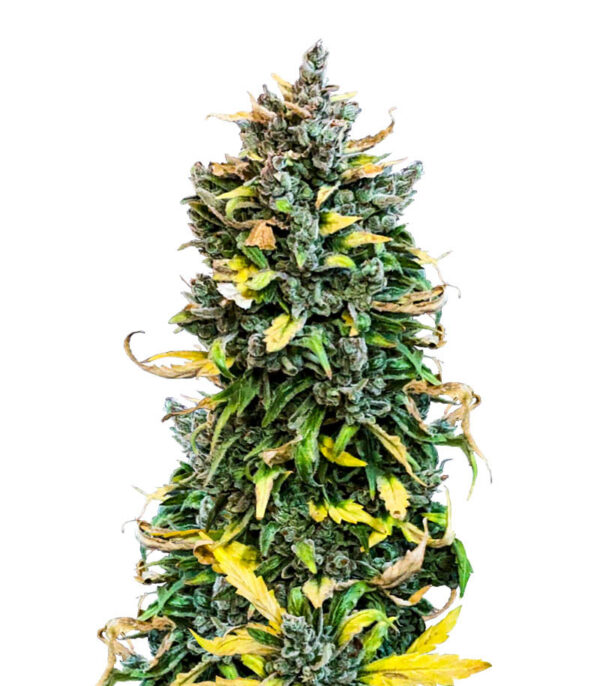 Семена сорта Haze Auto fem (Amsterdam Seeds)
