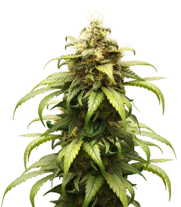 Семена сорта Skunk Amsterdam fem (Amsterdam Seeds)