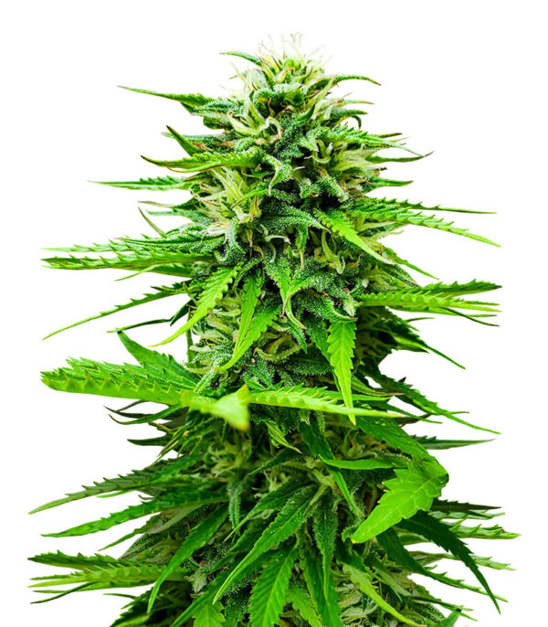 Семена сорта Snow Star Auto fem (Amsterdam Seeds)