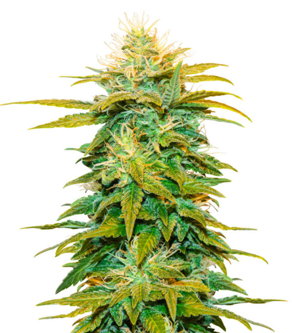 Семена сорта White Widow fem (Amsterdam Seeds)