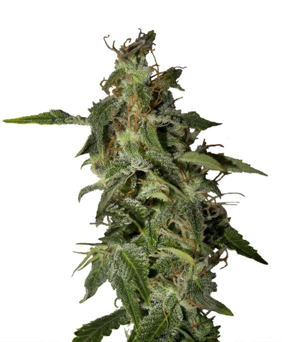Семена сорта Afgooey fem (Strain Hunters)