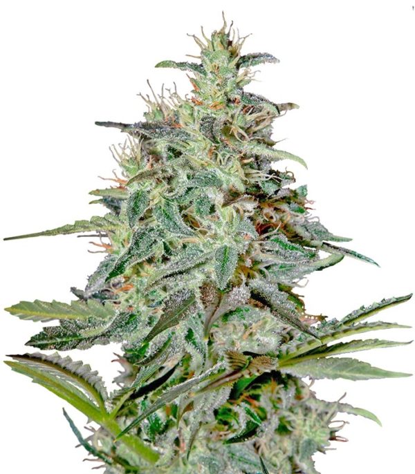 Семена сорта White Lemon fem (Strain Hunters)