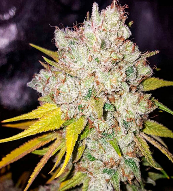 #9 Pound Hammer Fast fem (High Speed ​​Buds) семена конопли — изображение 3