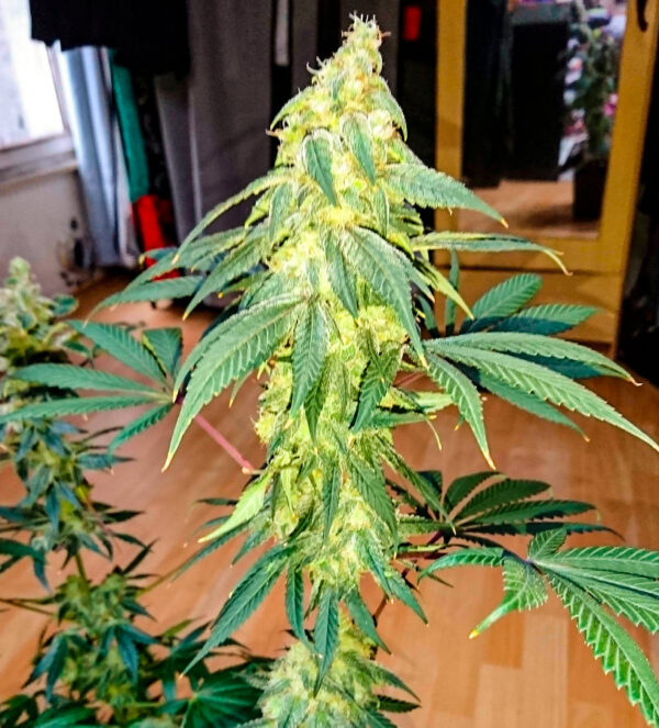 #9 Pound Hammer Fast fem (High Speed ​​Buds) семена конопли — изображение 4