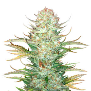 Bruce Banner Auto fem (FastBuds) семена конопли