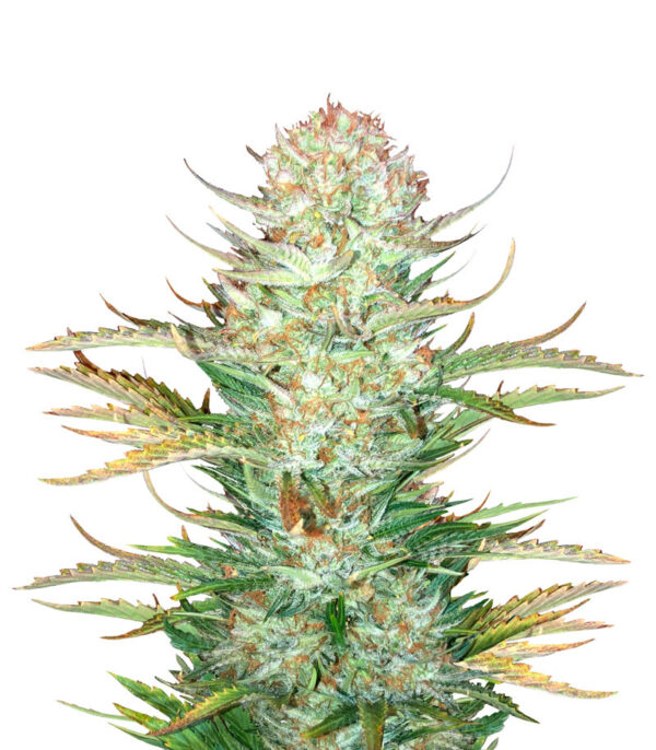 Bruce Banner Auto fem (FastBuds) семена конопли