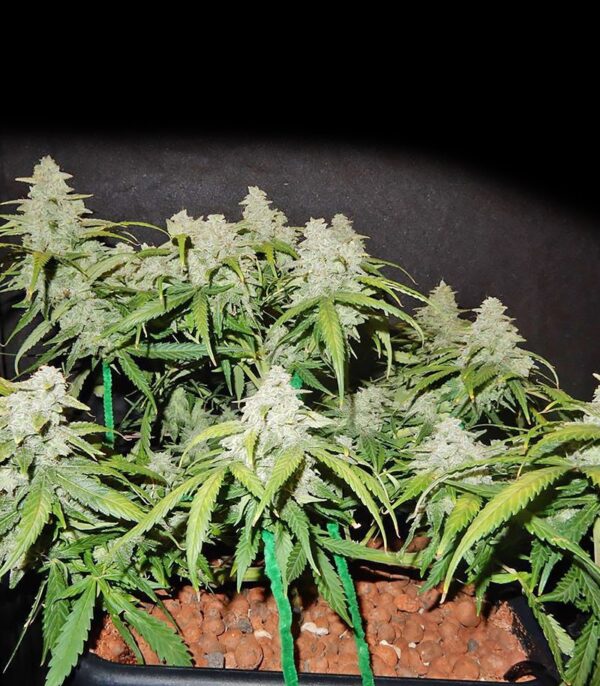CBD Auto 1:1 (CBD Crack auto) fem (FastBuds) семена конопли — изображение 2