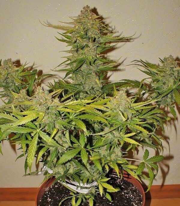CBD Auto 1:1 (CBD Crack auto) fem (FastBuds) семена конопли — изображение 3