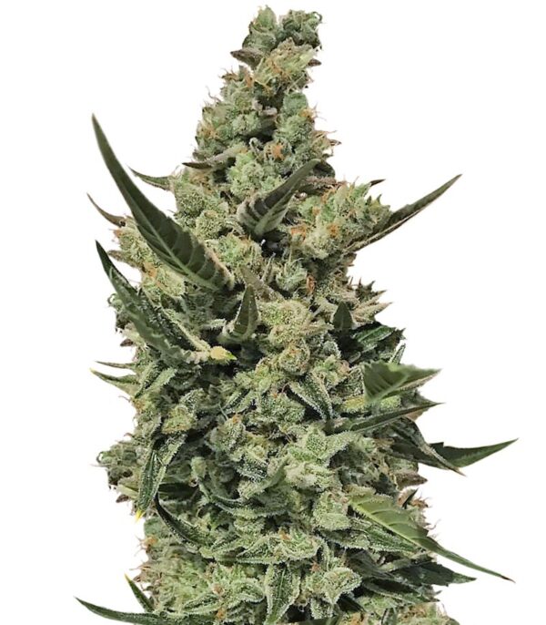 CBD Auto 1:1 (CBD Crack auto) fem (FastBuds) семена конопли