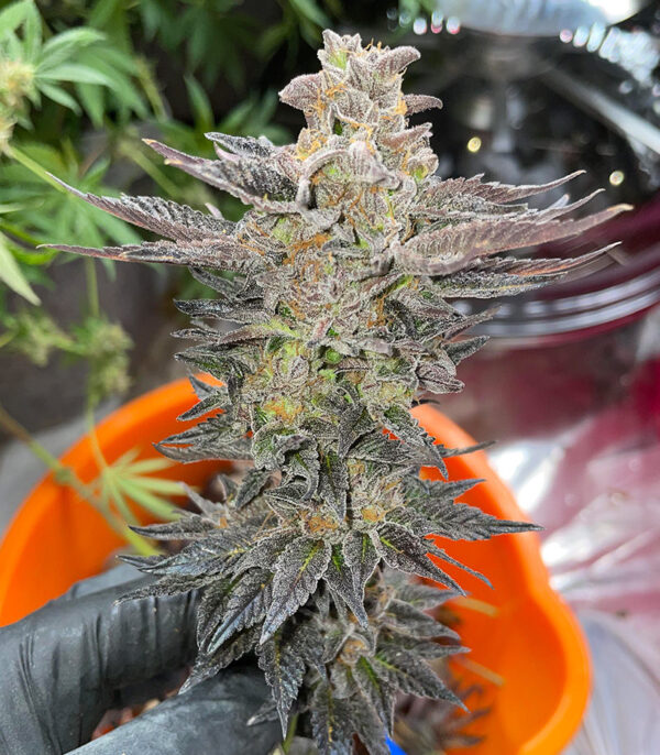 End Game R2 fem (Ethos Genetics) семена конопли — изображение 2