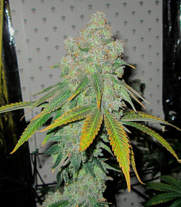 End Game R2 fem (Ethos Genetics) семена конопли — изображение 4