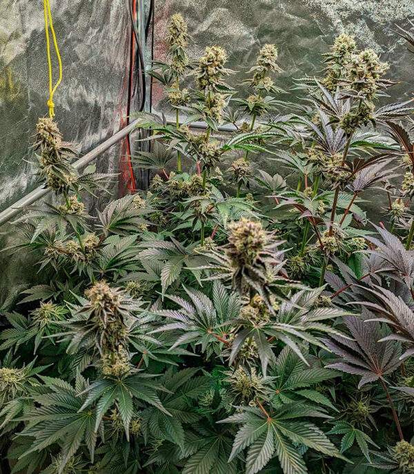 Ethos Cookies R2 fem (Ethos Genetics) семена конопли — изображение 2