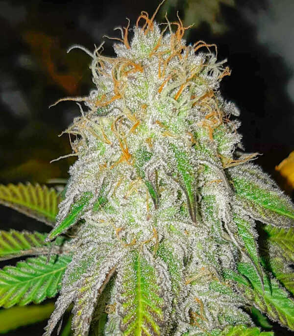 Ethos Cookies R2 fem (Ethos Genetics) семена конопли — изображение 3