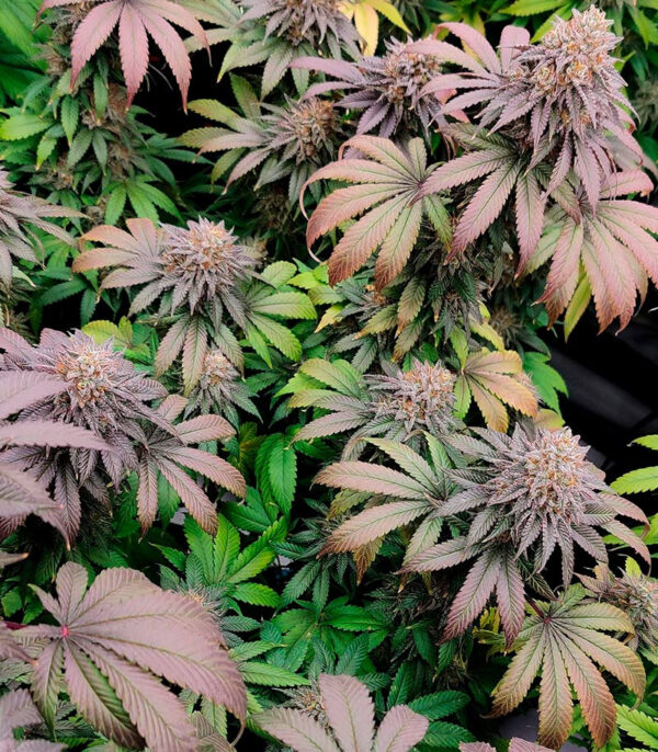 Ethos Cookies R2 fem (Ethos Genetics) семена конопли — изображение 4