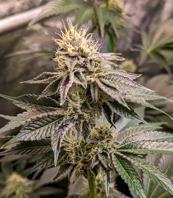 Ethos Cookies R2 fem (Ethos Genetics) семена конопли — изображение 6