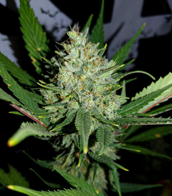 Gorilla Cookies Auto fem (FastBuds) семена конопли — изображение 4