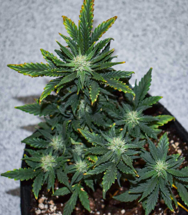Gorilla Cookies Auto fem (FastBuds) семена конопли — изображение 5
