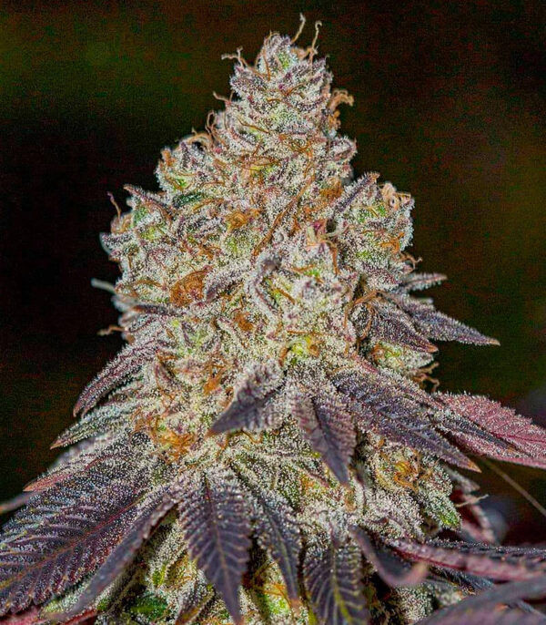 Orange Kush Cake R1 fem (Ethos Genetics) семена конопли — изображение 3
