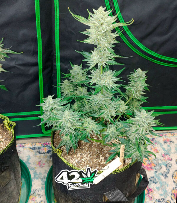 Purple Punch Auto fem (FastBuds) семена конопли — изображение 4