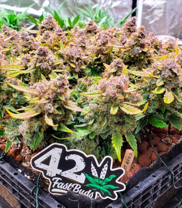 Purple Punch Auto fem (FastBuds) семена конопли — изображение 6