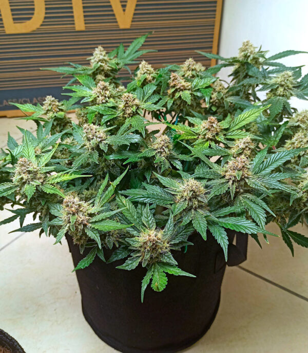 Purple Punch Auto fem (FastBuds) семена конопли — изображение 5