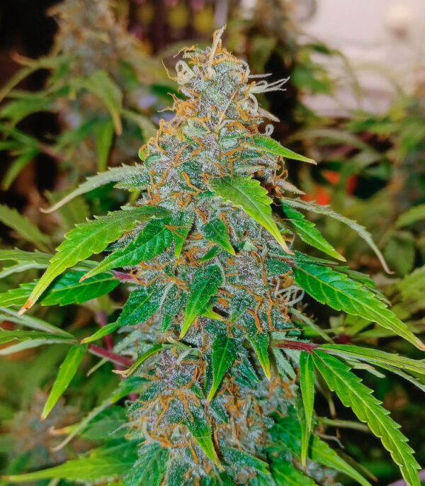 Slipstream fem (Compound Genetics) семена конопли — изображение 3