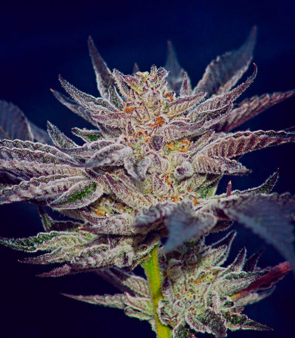 Slipstream fem (Compound Genetics) семена конопли — изображение 2