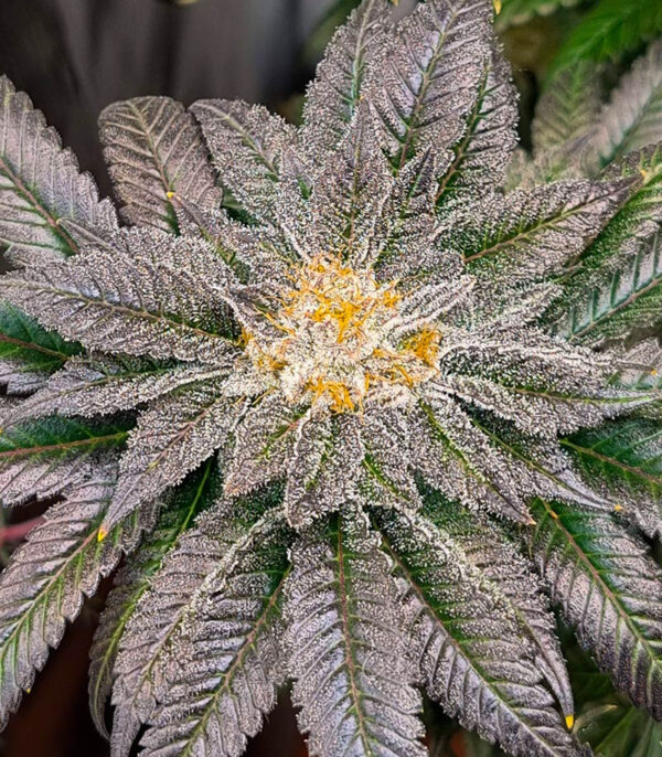 Strawberry OG Cookies R1 fem (Ethos Genetics) семена конопли — изображение 3