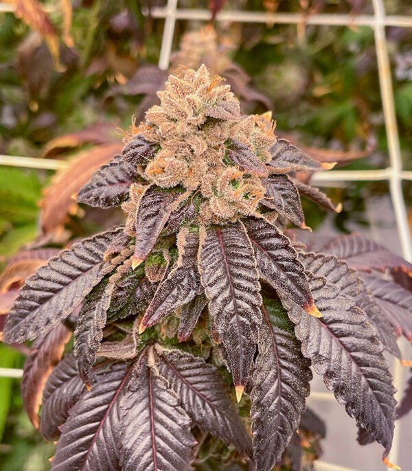Strawberry OG Cookies R1 fem (Ethos Genetics) семена конопли — изображение 2