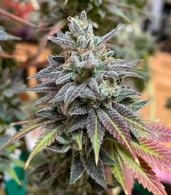 White Wedding RBX fem (Ethos Genetics) семена конопли — изображение 4