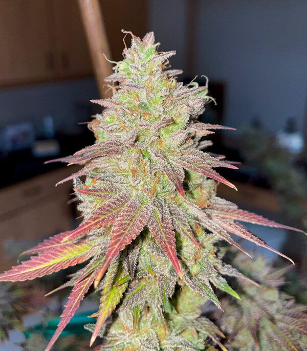 White Wedding RBX fem (Ethos Genetics) семена конопли — изображение 3