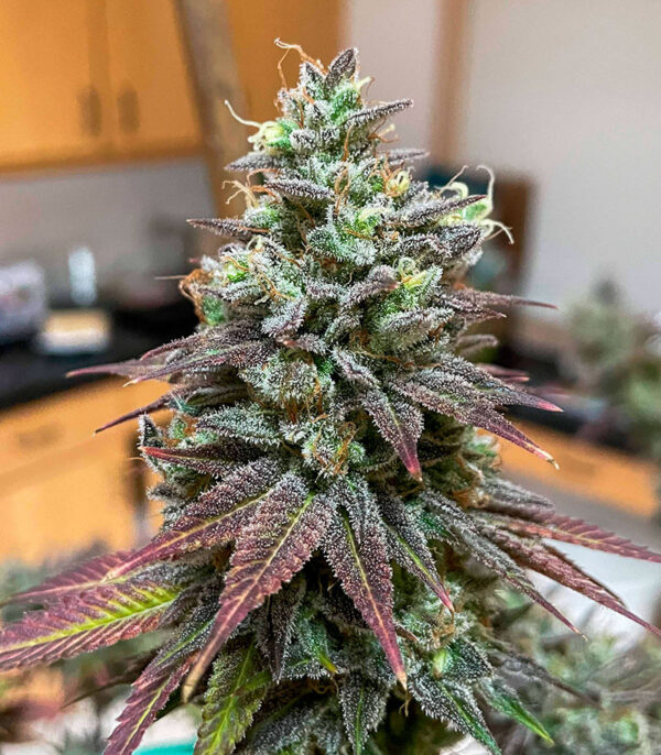White Wedding RBX fem (Ethos Genetics) семена конопли — изображение 2