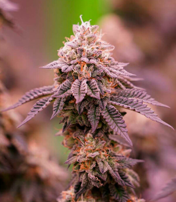 White Wedding RBX fem (Ethos Genetics) семена конопли — изображение 5