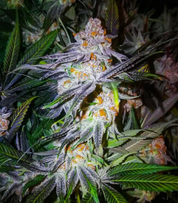 Purple Punch Auto fem (High Speed ​​Buds) семена конопли — изображение 3