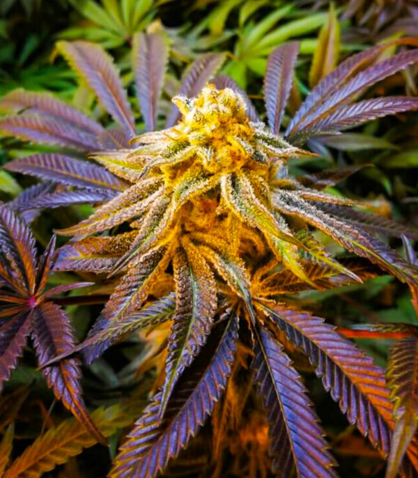 Purple Punch Auto fem (High Speed ​​Buds) семена конопли — изображение 4