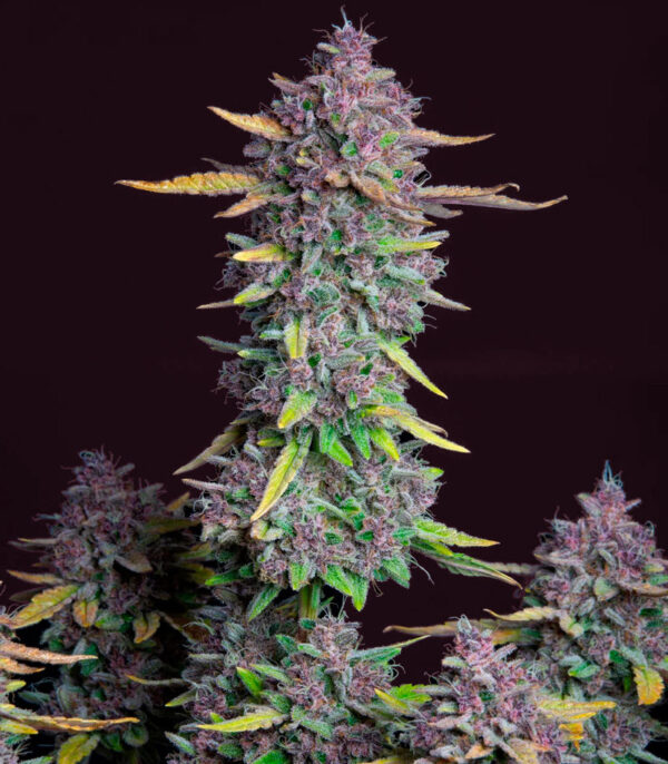 Purple Punch Auto fem (FastBuds) семена конопли — изображение 7