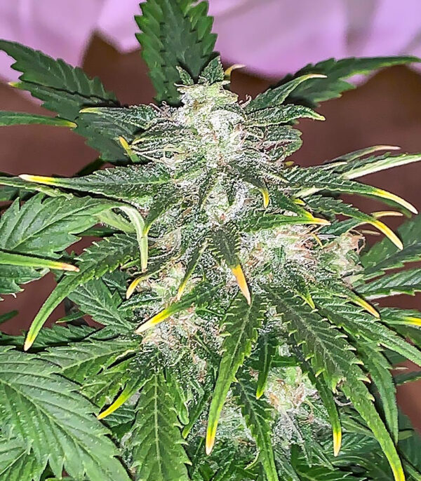 Wedding Crasher Auto fem (High Speed ​​Buds) семена конопли — изображение 4