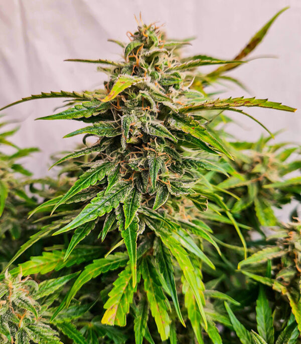 Wedding Crasher Auto fem (High Speed ​​Buds) семена конопли — изображение 3
