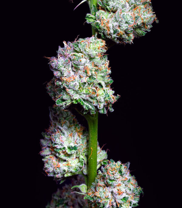 Açai Jelly by Sherbinskis fem (Silent Seeds) семена конопли — изображение 3