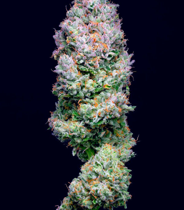 Açai Jelly by Sherbinskis fem (Silent Seeds) семена конопли — изображение 4