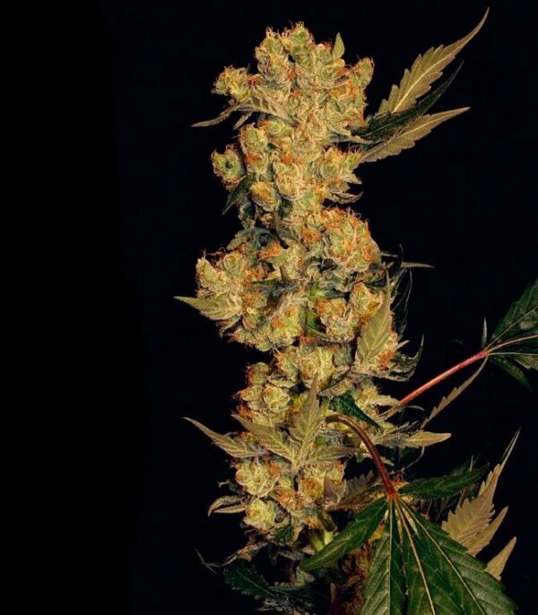 Семена сорта Amnesia Haze (Victory Seeds) — изображение 4