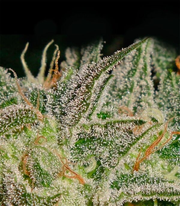 Семена сорта Amnesia Haze (Victory Seeds) — изображение 7